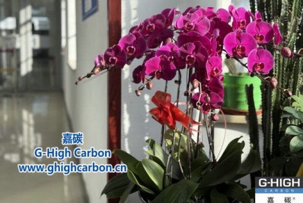 蝴蝶蘭綻活力，政企情暖新春